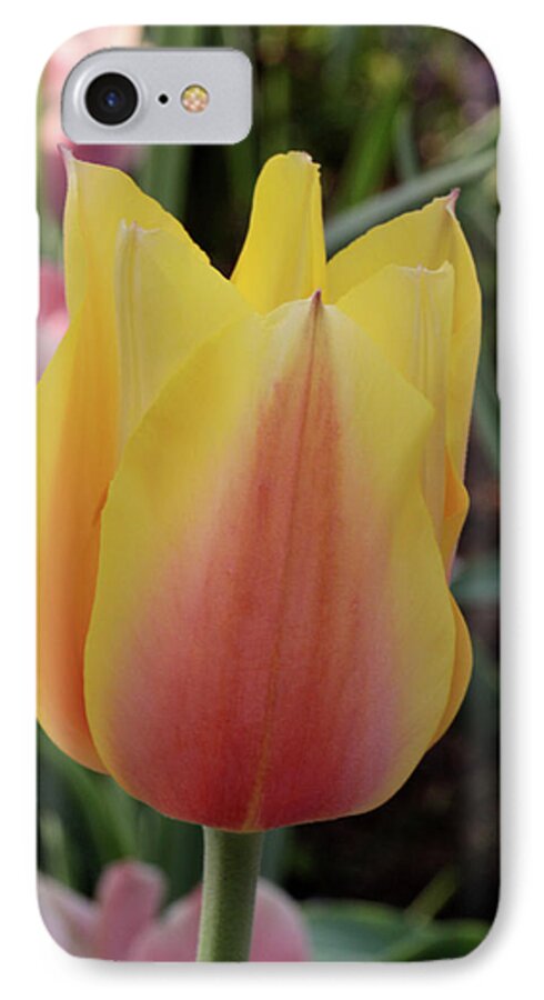 Nature iPhone 7 Case featuring the photograph Tulip Time by Harold Rau