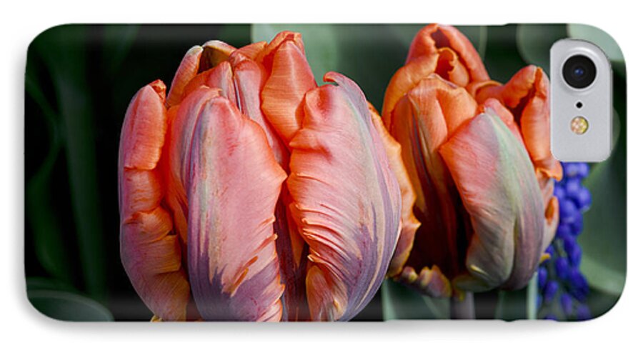 Irene Parrot iPhone 7 Case featuring the photograph Irene Parrot Tulips by Bob VonDrachek