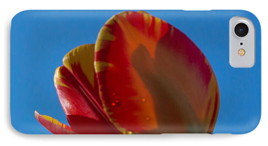 Tulip iPhone 7 Case featuring the photograph Tulips on Blue by Photographic Arts And Design Studio