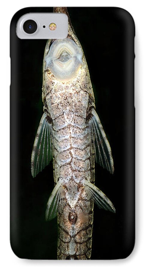 Fish iPhone 7 Case featuring the photograph Twig Catfish Or Stick Catfish by Nigel Downer