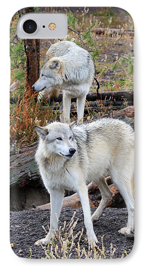 Wolves iPhone 7 Case featuring the photograph Twin Wolves by Athena Mckinzie