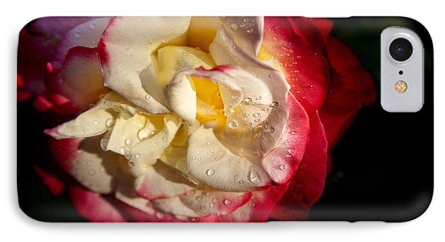 Abstract iPhone 7 Case featuring the photograph Two Color Rose by David Millenheft
