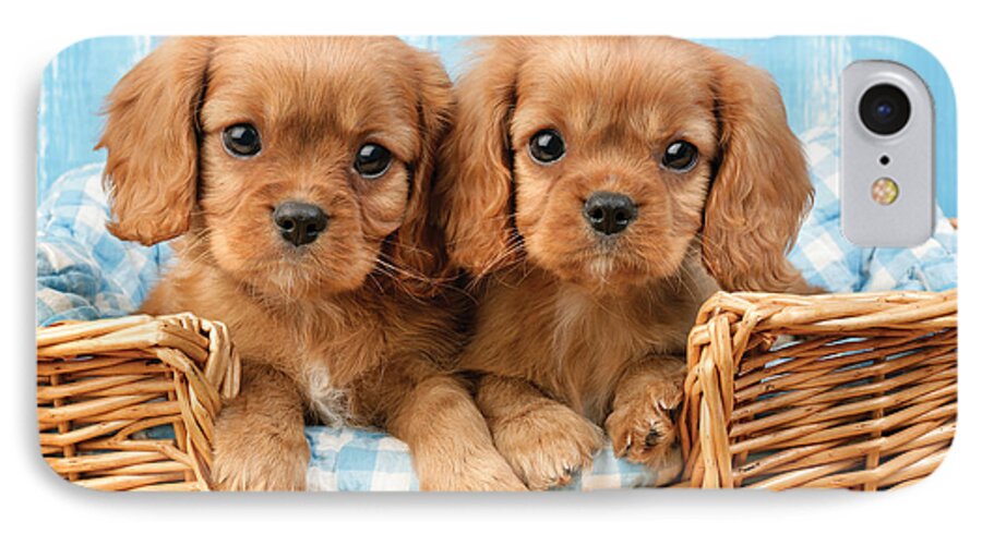 Cavalier iPhone 7 Case featuring the digital art Two Puppies in Woven Basket DP709 by MGL Meiklejohn Graphics Licensing