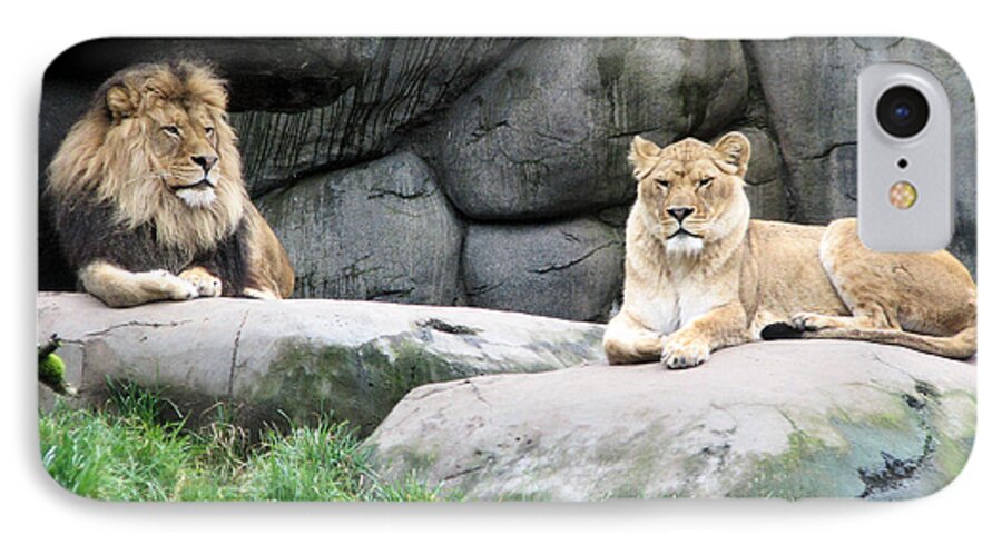 Animal iPhone 7 Case featuring the photograph Two Tranquil Lions by Lora Fisher