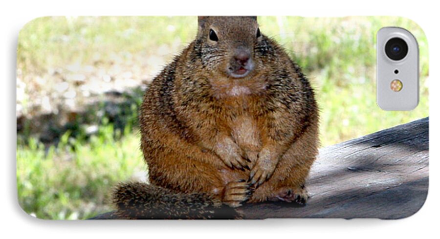 Squirrel iPhone 7 Case featuring the photograph U C S C Campus Pet by Her Arts Desire