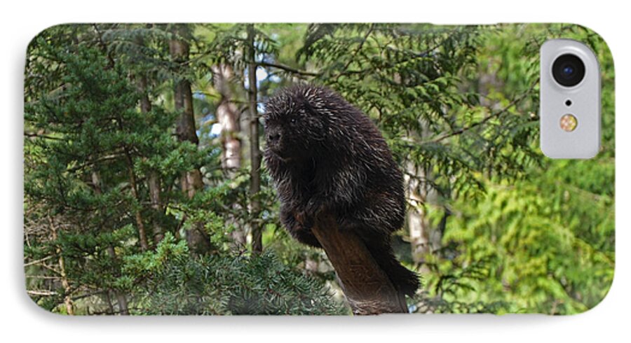 Porcupine iPhone 7 Case featuring the photograph Uh oh by Frank Larkin