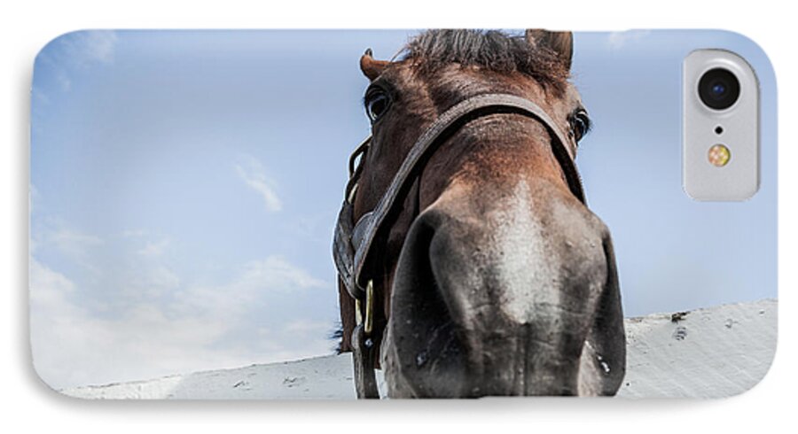 Horse iPhone 7 Case featuring the photograph Up close by Alexey Stiop