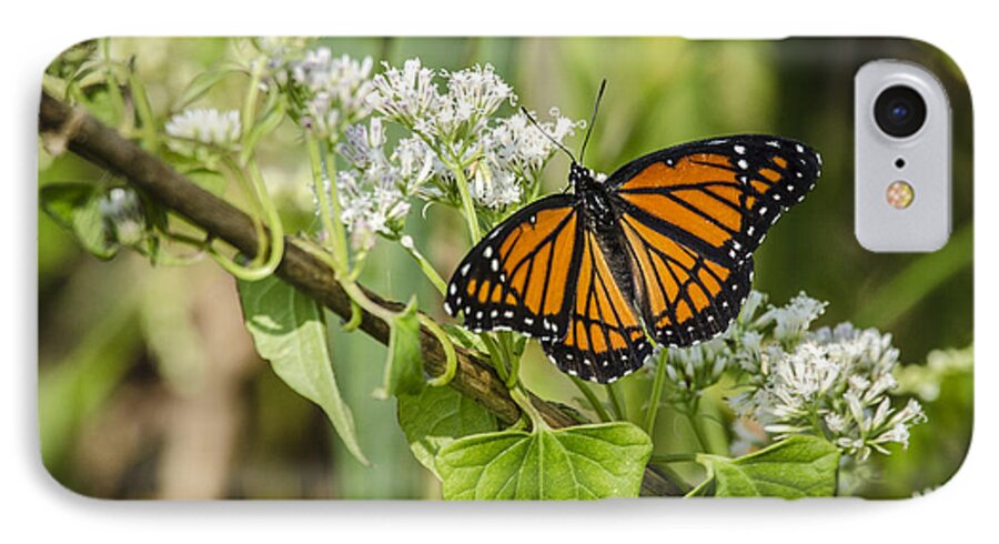 Nature iPhone 7 Case featuring the photograph Viceroy Butterfly by Bradley Clay