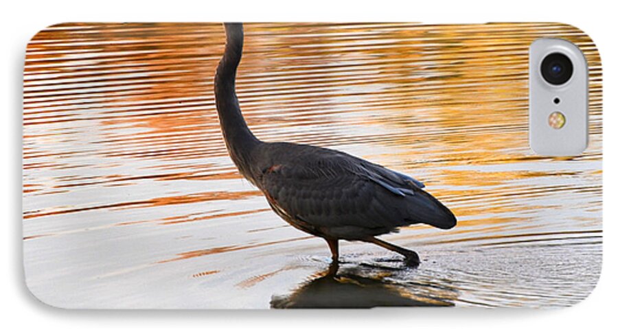 Blue Heron iPhone 7 Case featuring the photograph Wading For You by Judy Wolinsky