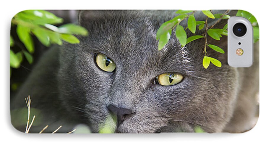 Russian Blue iPhone 7 Case featuring the photograph Waiting and watching by Debbie Cundy