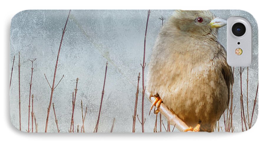 Sparrow iPhone 7 Case featuring the photograph Waiting for Spring by Elaine Manley