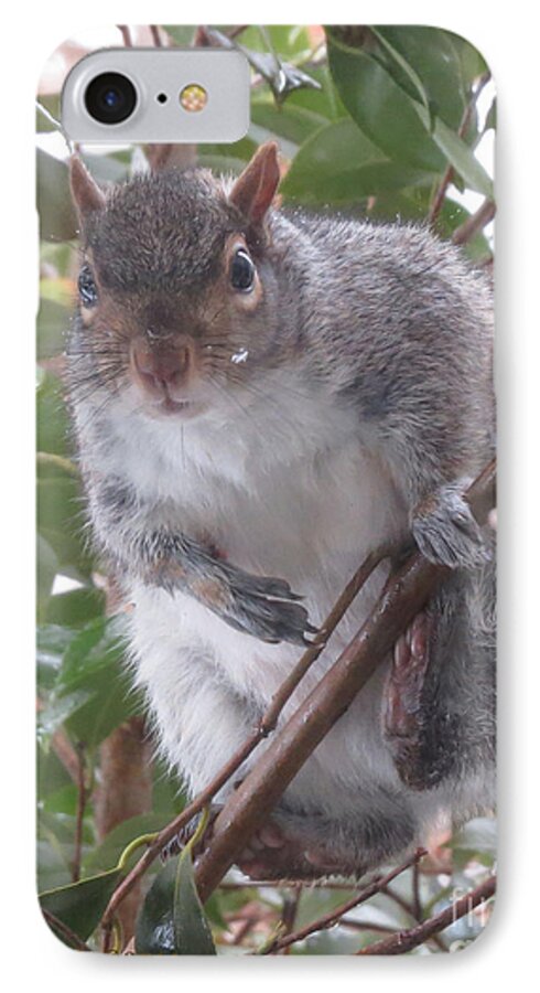 Squirrel iPhone 7 Case featuring the painting Where's Lunch? by Linda L Martin