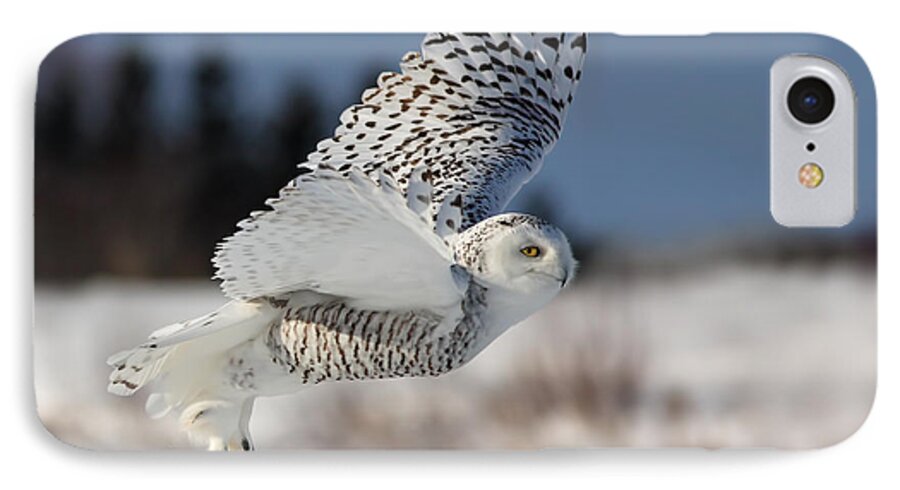 Art iPhone 7 Case featuring the photograph White angel - Snowy owl in flight by Mircea Costina Photography