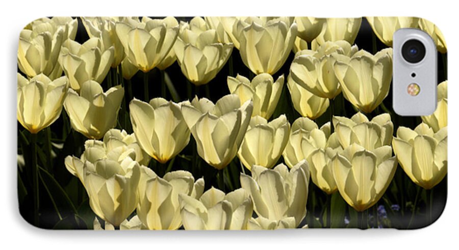 Backlit iPhone 7 Case featuring the photograph White tulips by Inge Riis McDonald