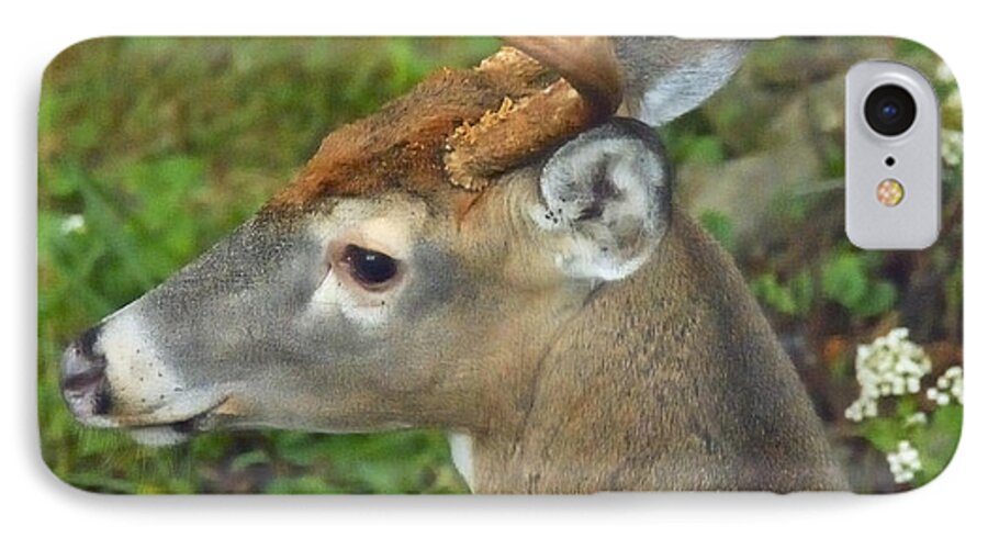 Color iPhone 7 Case featuring the photograph Whitetailed Deer Buck by A Macarthur Gurmankin