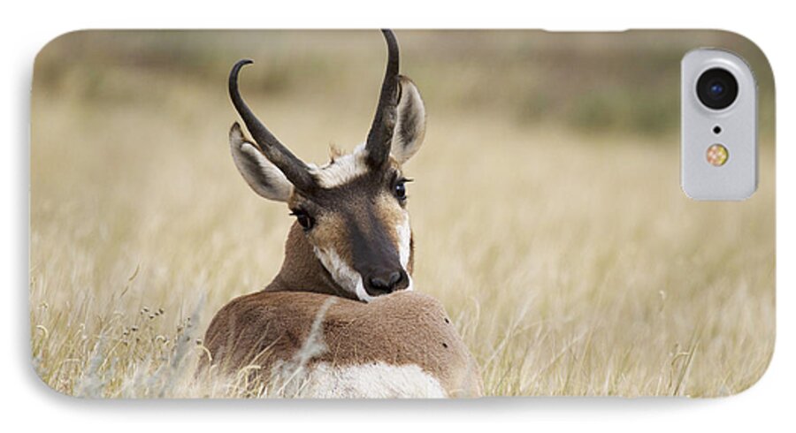 Antelope iPhone 7 Case featuring the photograph Who You Looking At by Steve Triplett