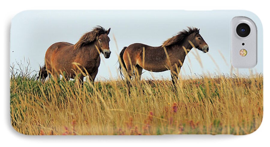 Exmoor Ponies iPhone 7 Case featuring the photograph Wild Ponies on Exmoor by Jayne Wilson