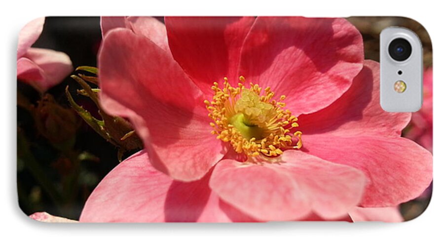 Salmon iPhone 7 Case featuring the photograph Wild Rose by Caryl J Bohn