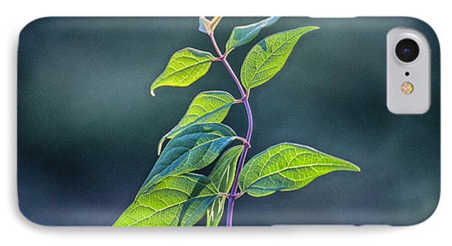 Leaves iPhone 7 Case featuring the photograph Winding Leaves by Ross Powell