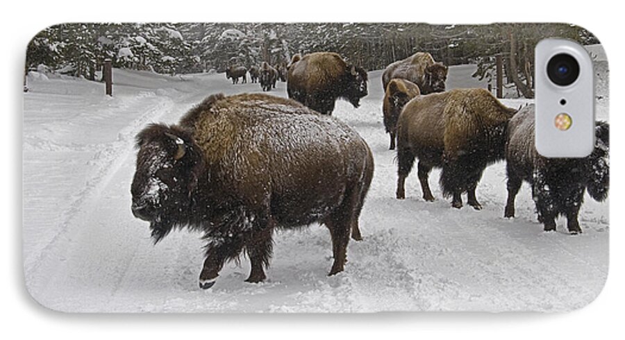 Buffalo iPhone 7 Case featuring the photograph Winter Procession-Signed by J L Woody Wooden
