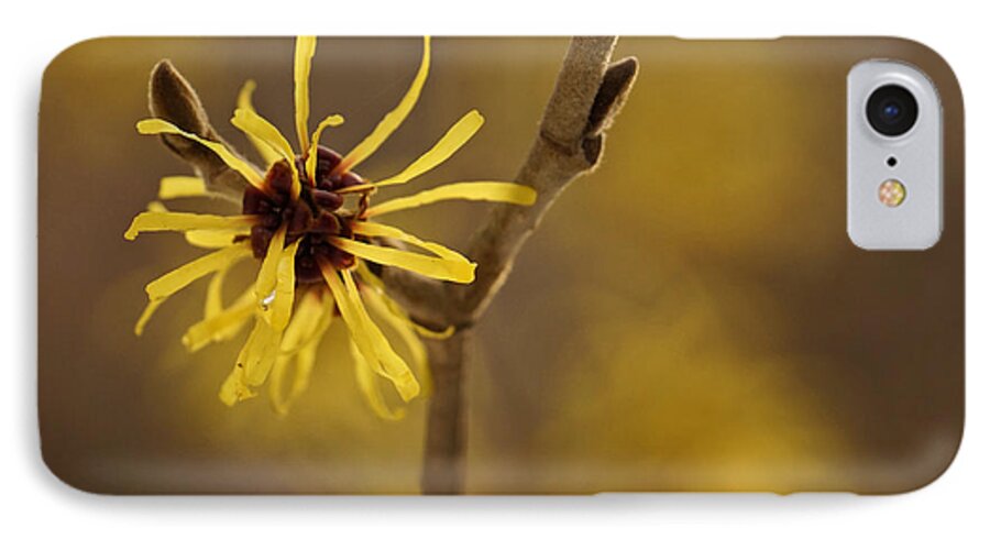 Witch-hazel iPhone 7 Case featuring the photograph Witch hazel by Inge Riis McDonald