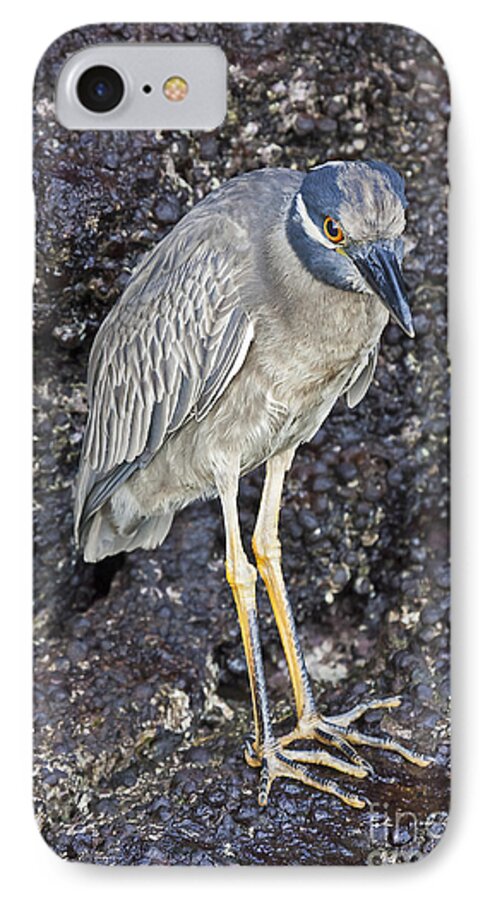 Animal iPhone 7 Case featuring the photograph Yellow-crowned Night Heron by Jean-Luc Baron
