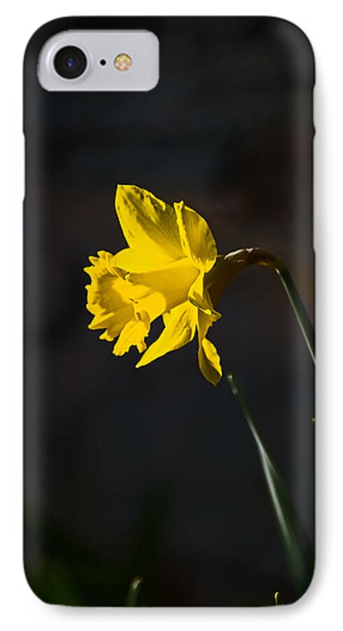 Flower iPhone 7 Case featuring the photograph Yellow Daffodil by Robert Mitchell