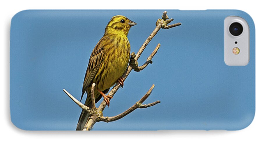  iPhone 7 Case featuring the photograph Yellowhammer by Paul Scoullar