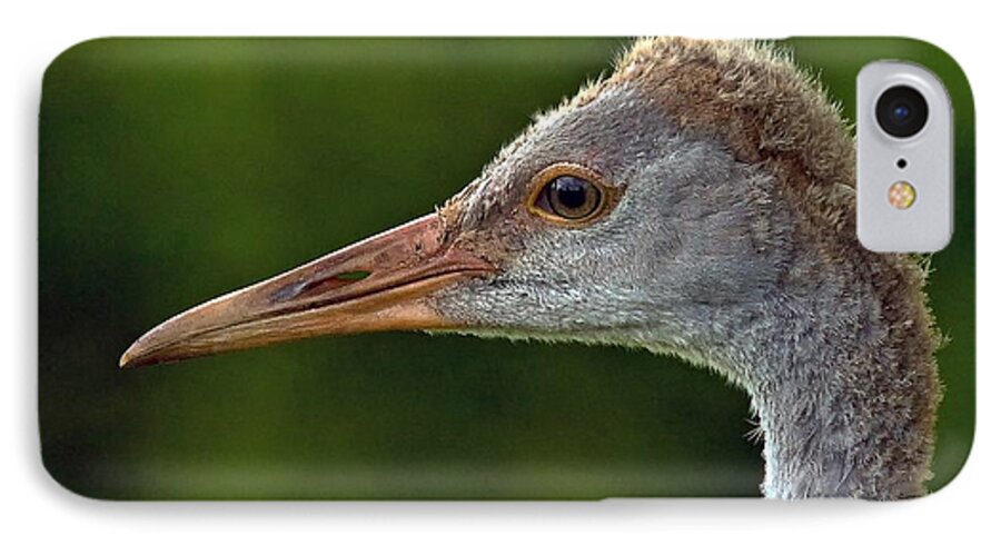 Sandhill Crane iPhone 7 Case featuring the photograph Young Sandhill Crane by Larry Linton