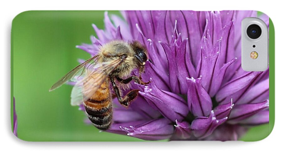 Honeybee iPhone 7 Case featuring the photograph Yummm Chive Nectar by Lucinda VanVleck