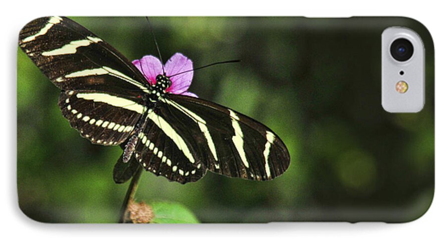 Zebra iPhone 7 Case featuring the photograph Zebra by Don Durfee
