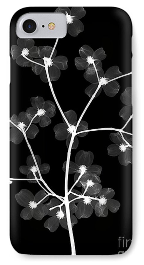 Tree iPhone 7 Case featuring the photograph Flowering Dogwood X-ray #3 by Ted Kinsman