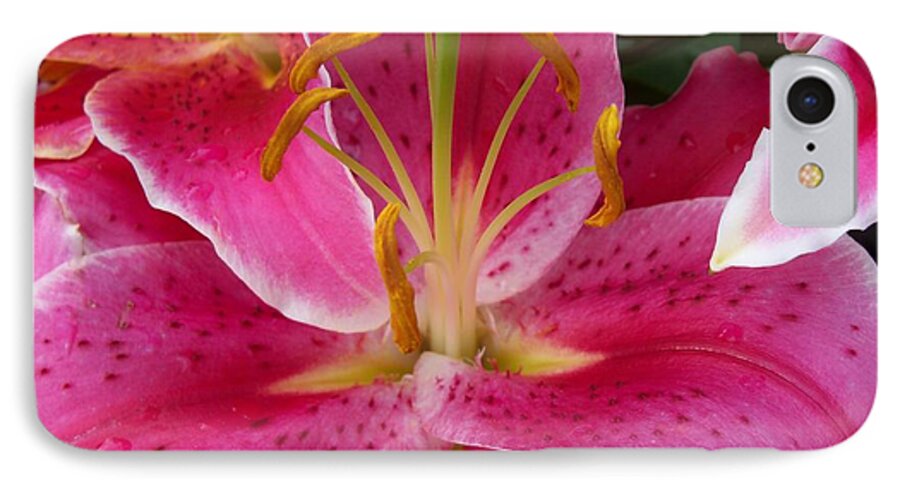 Flower iPhone 7 Case featuring the photograph Pink Lily with Water Droplets #1 by Corinne Elizabeth Cowherd