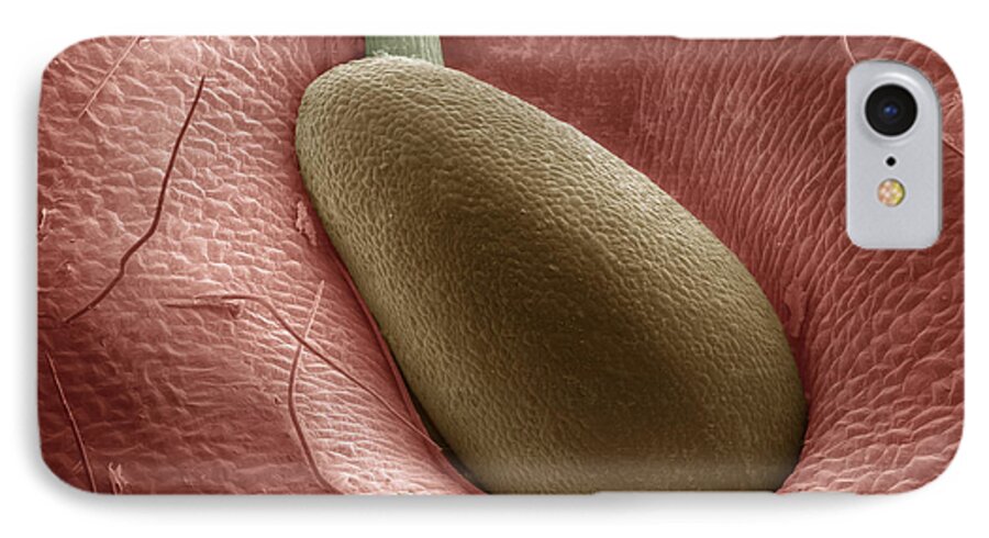Strawberry iPhone 7 Case featuring the Sem Of A Strawberry Seed #1 by Ted Kinsman