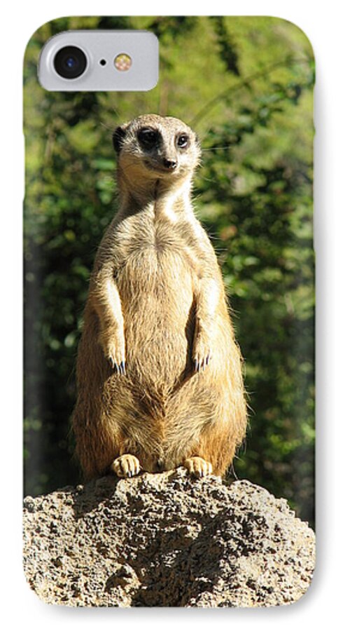 Meerkat iPhone 7 Case featuring the photograph Sentinel Meerkat by Carla Parris