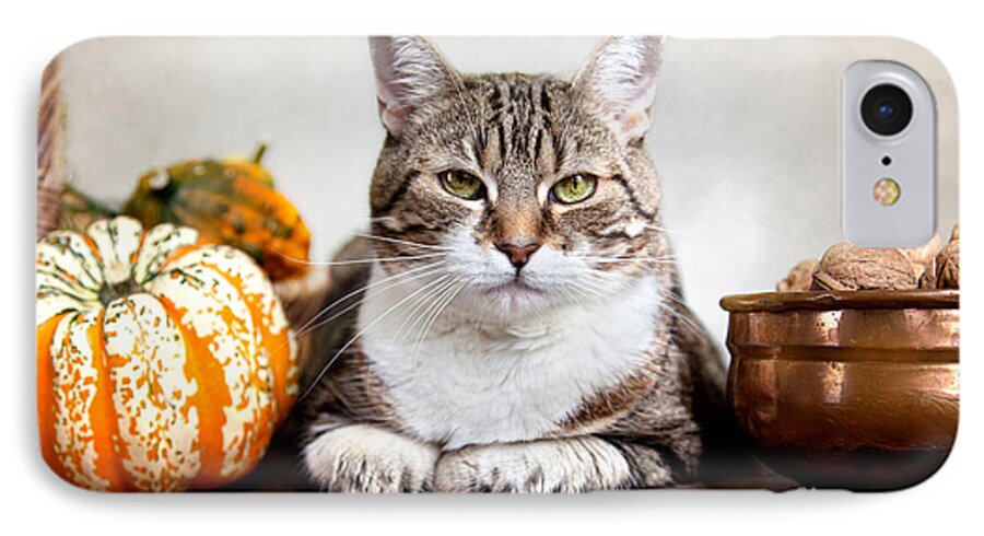 Cat iPhone 7 Case featuring the photograph Cat and Pumpkins #2 by Nailia Schwarz