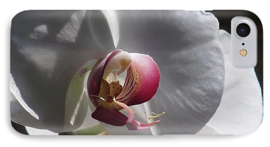 White Orchid iPhone 7 Case featuring the photograph Orchid Macro #2 by Alfred Ng