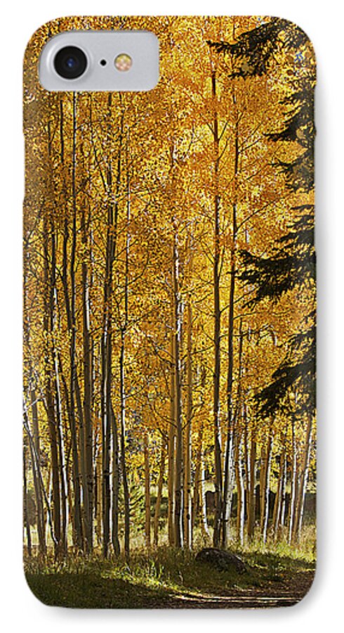 Fall iPhone 7 Case featuring the photograph A Golden Trail by Phyllis Denton