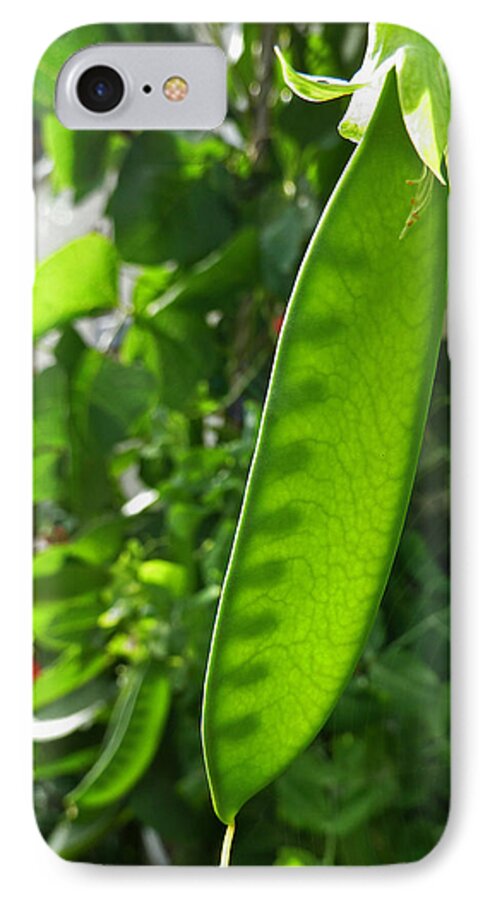 Peas iPhone 7 Case featuring the photograph A Green Womb by Steve Taylor