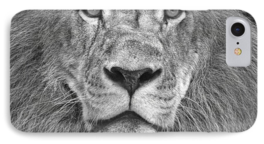 Lions iPhone 7 Case featuring the photograph A Lion's Stare by Bill Martin