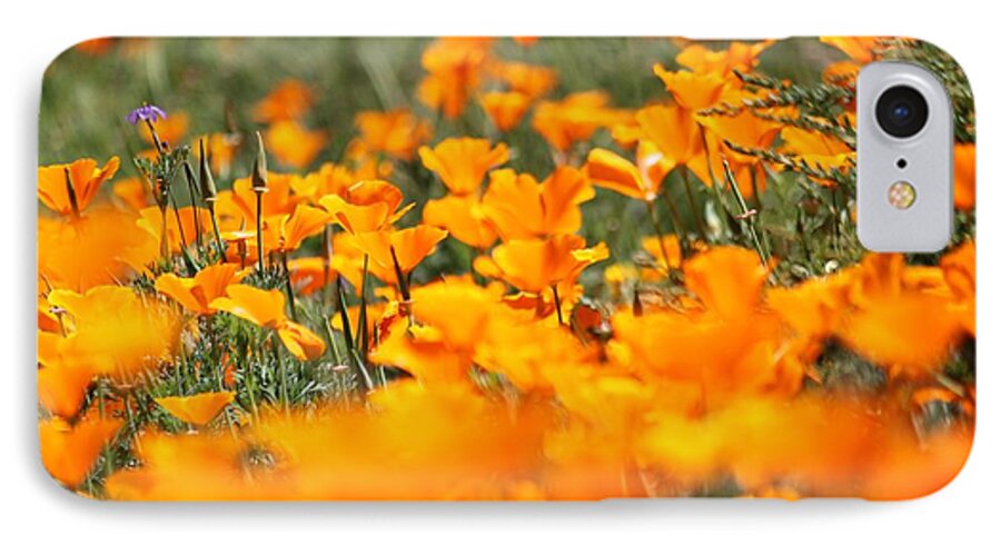 California Poppies iPhone 7 Case featuring the photograph A River Of Poppies by Amy Gallagher