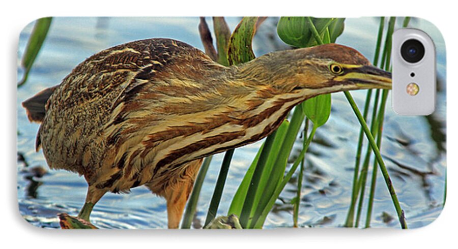 Bittern iPhone 7 Case featuring the photograph American Bittern by Larry Nieland