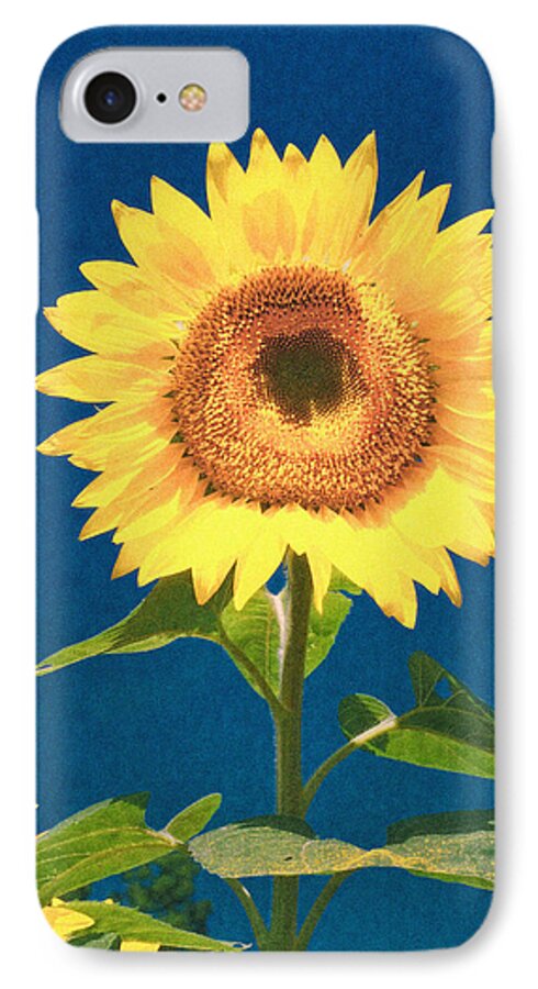 Sunflower iPhone 7 Case featuring the photograph Artsy Sunflower by Nancy De Flon