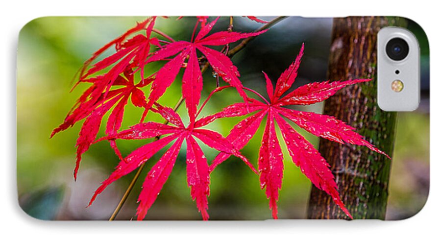 Japanese iPhone 7 Case featuring the photograph Autumn Japanese Maple by Ken Stanback