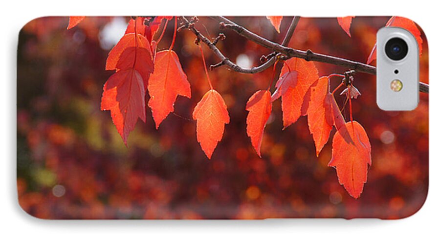 Medford iPhone 7 Case featuring the photograph Autumn Leaves in Medford by Mick Anderson