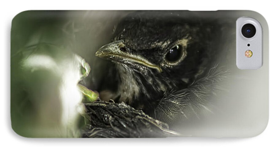 Bird Robin Nest Spring Animal Young Egg Chick Wildlife Nature iPhone 7 Case featuring the photograph Baby Robin by Tom Gort