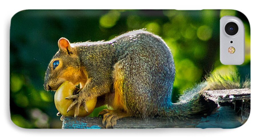 Squirrel iPhone 7 Case featuring the photograph Big Apple by Robert Bales