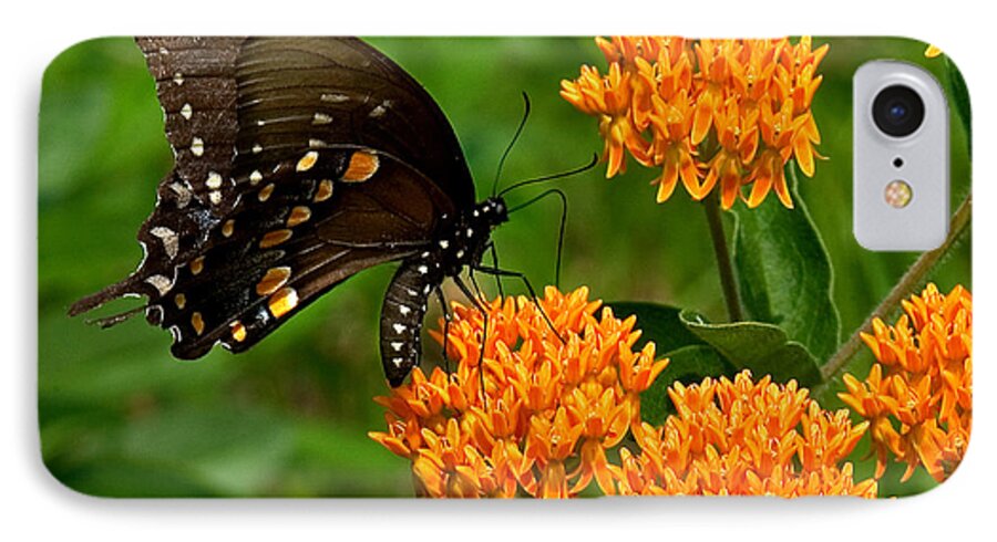 Insect iPhone 7 Case featuring the photograph Black Swallowtail Visiting Butterfly Weed DIN012 by Gerry Gantt