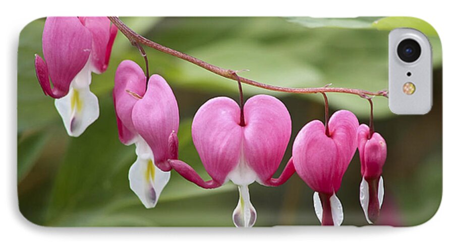 Flower iPhone 7 Case featuring the photograph Bleeding Hearts by Teresa Zieba