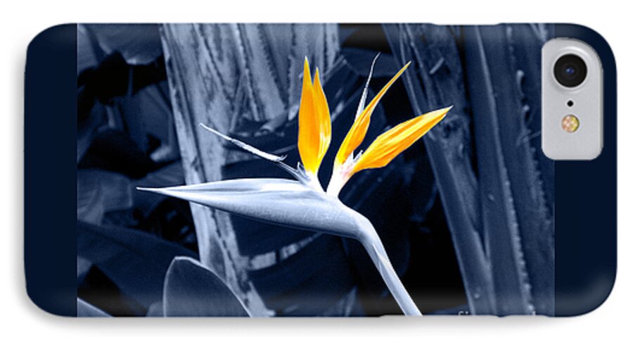 Blue iPhone 7 Case featuring the photograph Blue Bird of Paradise by Rebecca Margraf